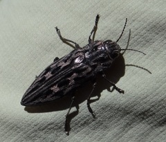 Chalcophora angulicollis