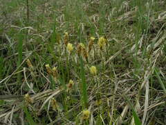 Carex caryophyllea