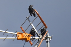 Sturnus vulgaris