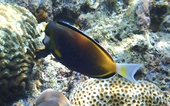 Acanthurus japonicus