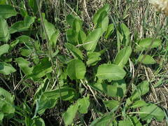 Klasea lycopifolia