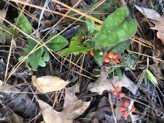 Smilax pumila