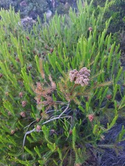 Berzelia arachnoidea