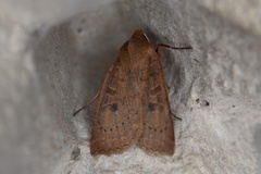 Epiglaea decliva