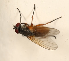 Fannia lustrator