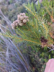 Berzelia arachnoidea