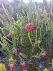 Protea nana