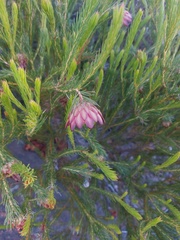 Protea nana
