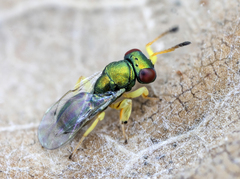 Mesopolobus tibialis