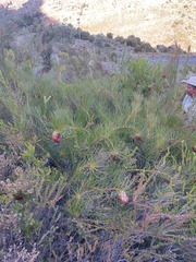 Protea pityphylla