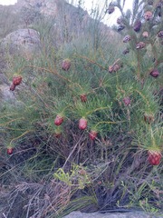 Protea pityphylla