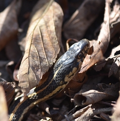 Thamnophis sirtalis
