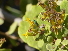 Temnosoma