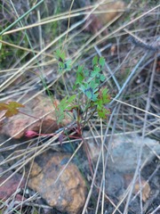 Pelargonium tabulare