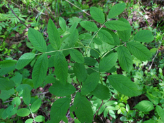 Rosa majalis