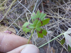 Pelargonium tabulare