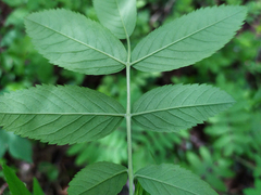 Rosa majalis