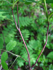 Rosa majalis