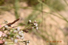 Phylica ericoides
