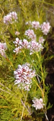 Serruria ascendens
