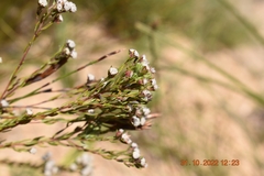 Phylica ericoides