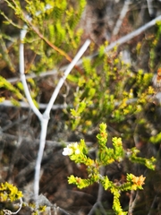 Euchaetis