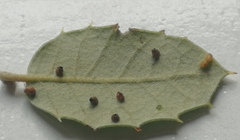 Contarinia ilicis