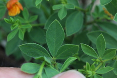 Leobordea divaricata