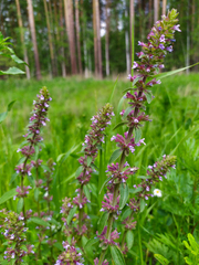 Dracocephalum thymiflorum