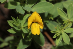 Leobordea divaricata