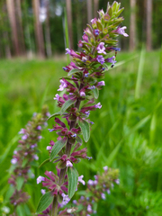 Dracocephalum thymiflorum