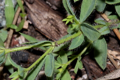 Leobordea divaricata