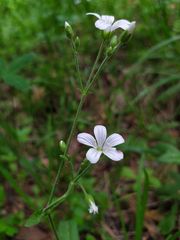 Cerastium pauciflorum