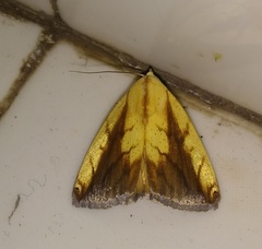 Xanthodes intersepta