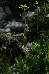 Valeriana saxatilis