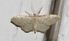Idaea fuscovenosa