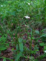 Cerastium pauciflorum