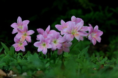 Zephyranthes robusta