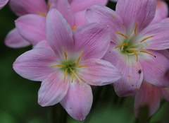 Zephyranthes robusta