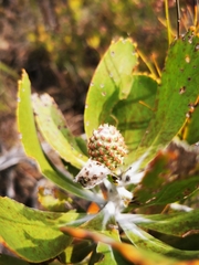 Leucospermum cuneiforme