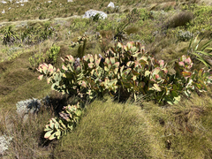Protea grandiceps