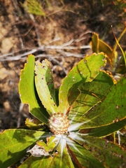 Leucospermum cuneiforme