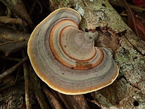 dark-footed tinypore