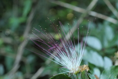 Calliandra eriophylla