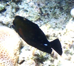 Zebrasoma scopas