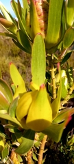 Leucadendron laureolum