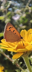 Lycaena phlaeas phlaeas