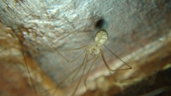 Micropholcus fauroti