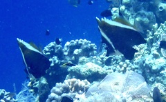 Heniochus varius