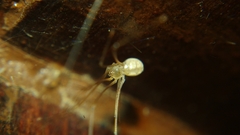 Micropholcus fauroti